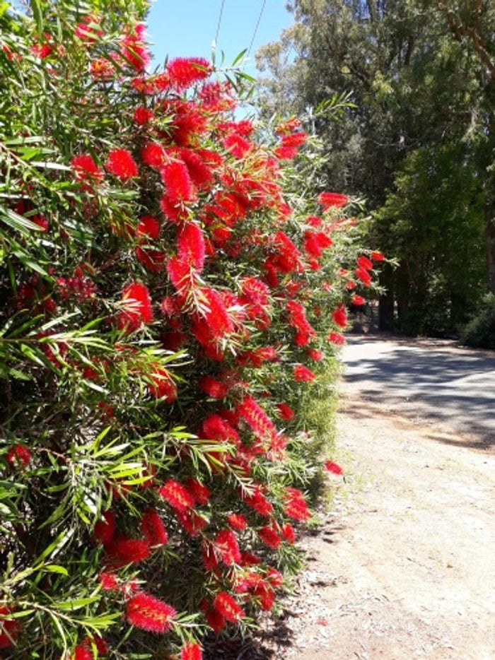 Melaleuca viminalis - KINGS PARK SPECIAL - Lemon Bottlebrush