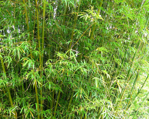 Bambusa multiplex - WILLOWY - Bamboo