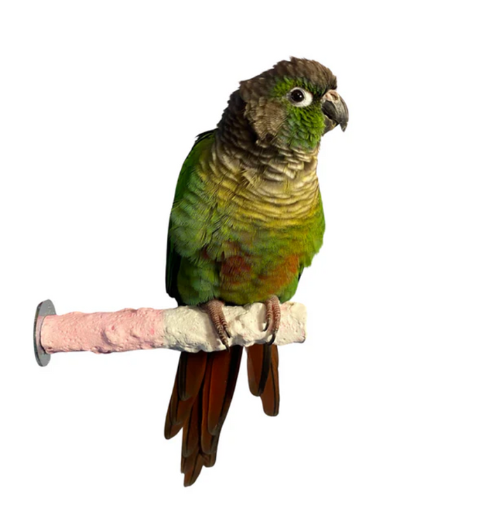 Cuttlebone & Calcium Perch