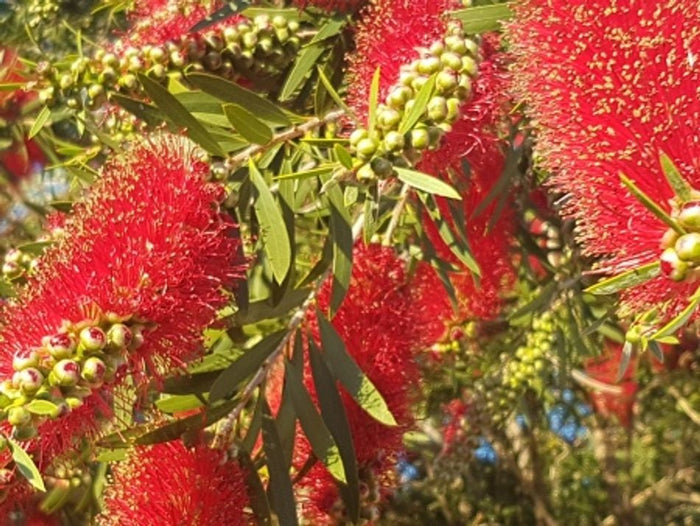 Melaleuca viminalis - KINGS PARK SPECIAL - Lemon Bottlebrush