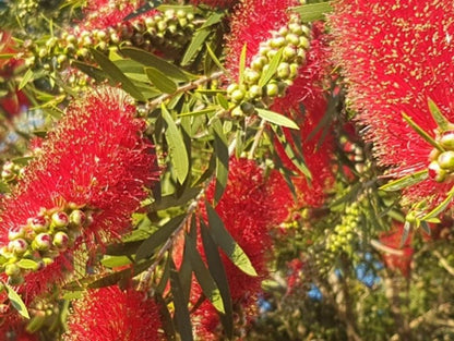 Melaleuca viminalis - KINGS PARK SPECIAL - Lemon Bottlebrush