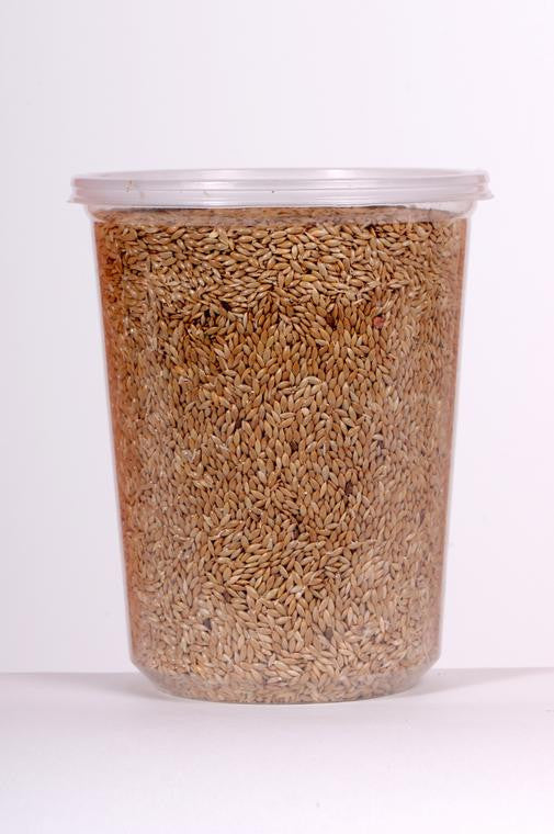 Plain Canary Seed Grass (Alpiste)